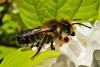 Megachile willughbiella